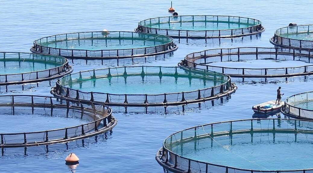 Thermoplastic composites (CFR TP) in fish farm construction